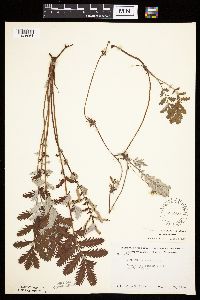 Potentilla anserina image