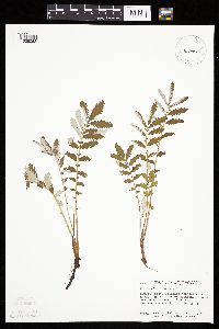Potentilla anserina image