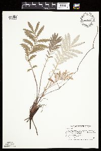 Potentilla anserina image