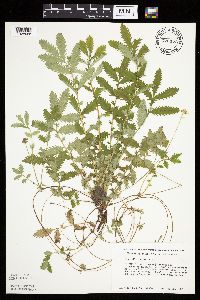 Potentilla anserina image