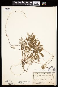 Potentilla anserina image