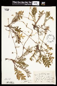Potentilla anserina image