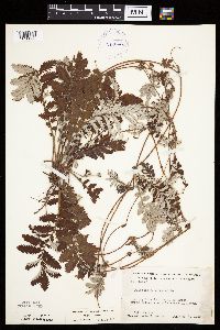 Potentilla anserina image