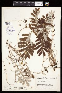 Potentilla anserina image