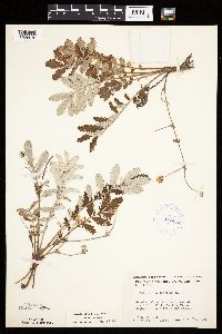 Potentilla anserina image