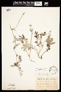 Potentilla anserina image