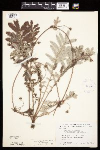 Potentilla anserina image
