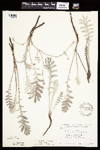 Potentilla anserina image