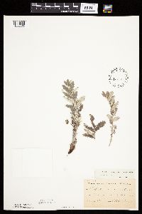 Potentilla anserina image