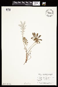 Potentilla anserina image