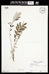 Potentilla anserina image