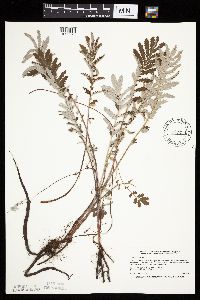 Potentilla anserina image