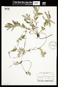 Potentilla anserina image
