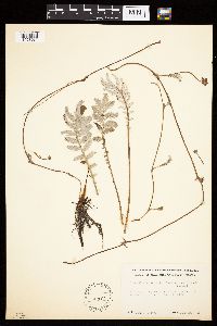 Potentilla anserina image