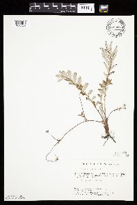 Potentilla anserina image