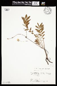 Potentilla anserina image