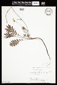 Potentilla anserina image