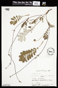 Potentilla anserina image