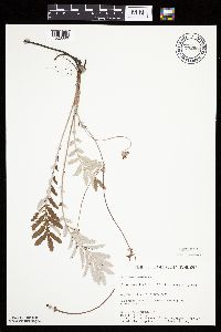 Potentilla anserina image