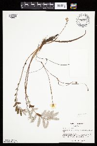 Potentilla anserina image