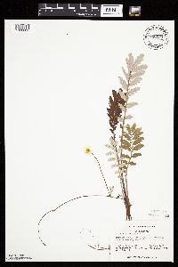 Potentilla anserina image