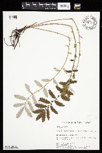 Potentilla anserina image