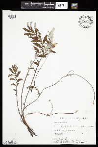 Potentilla anserina image