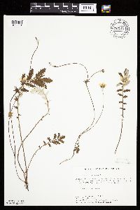 Potentilla anserina image