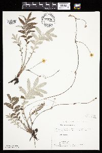 Potentilla anserina image