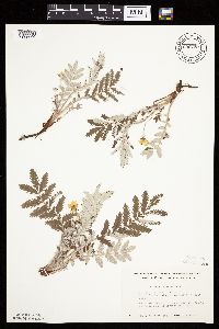 Potentilla anserina image