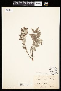 Potentilla anserina image