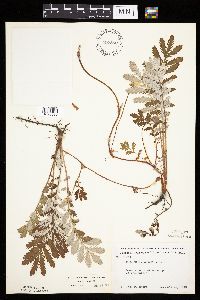 Potentilla anserina image