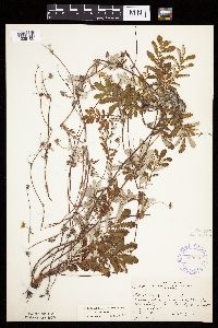 Potentilla anserina image