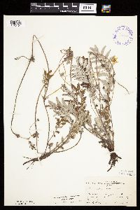 Potentilla anserina image