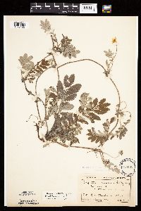 Potentilla anserina image