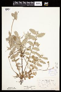 Potentilla anserina image
