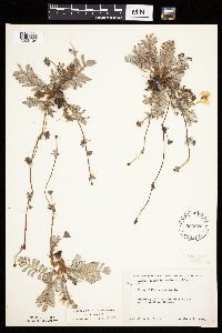 Potentilla anserina image