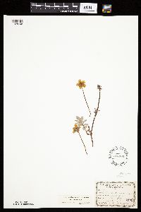 Potentilla anserina image