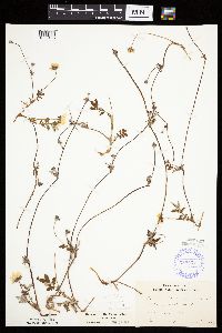 Potentilla anserina image