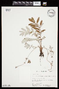 Potentilla anserina image