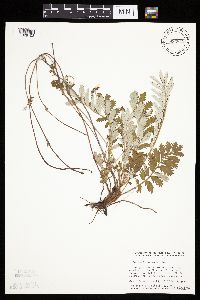 Potentilla anserina image