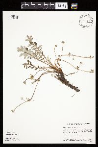 Potentilla anserina image