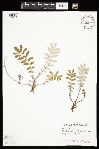 Potentilla anserina image