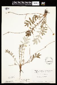 Potentilla anserina image