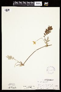 Potentilla anserina image