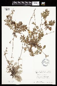 Potentilla anserina image