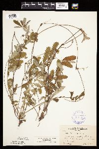 Potentilla anserina image