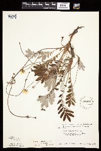 Potentilla anserina image