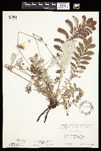 Potentilla anserina image