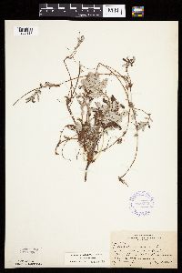 Potentilla anserina image